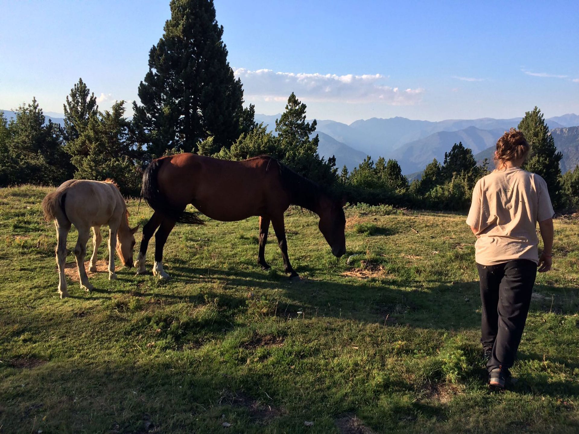 Projecte Boscos De Muntanya Taste The Altitude