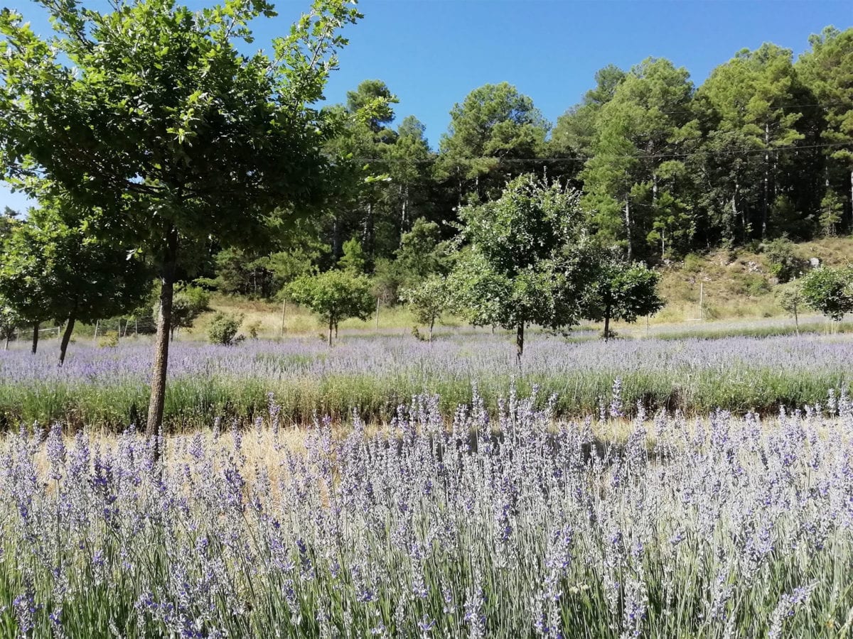 Cal agrícola - Ecocultura