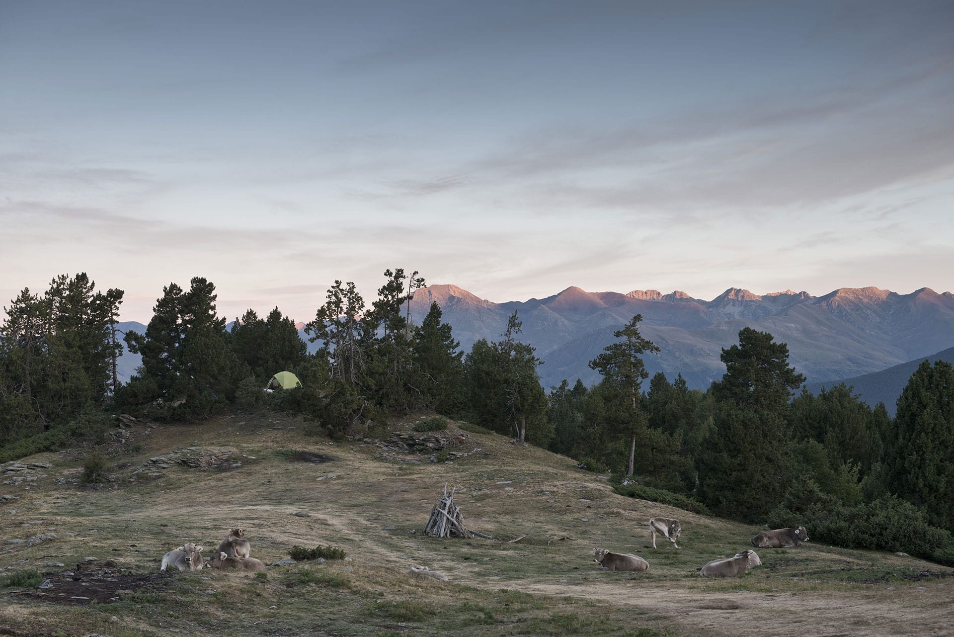 Projecte Boscos De Muntanya Taste The Altitude